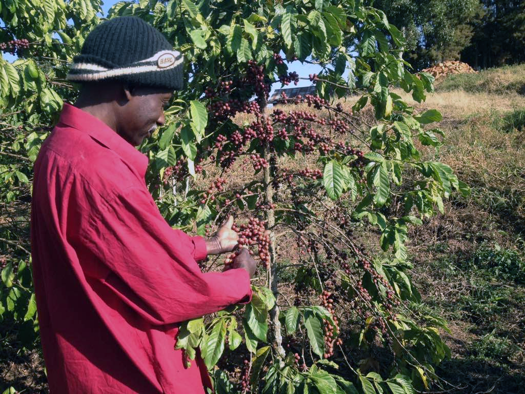 cultivator de cafea din Uganda